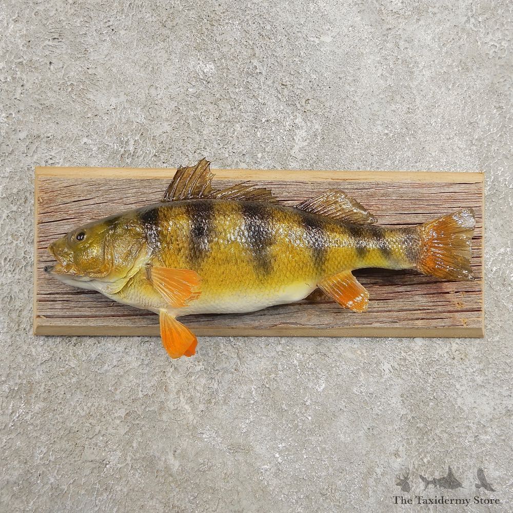 Yellow Perch Fish Mount For Sale #20974 @ The Taxidermy Store