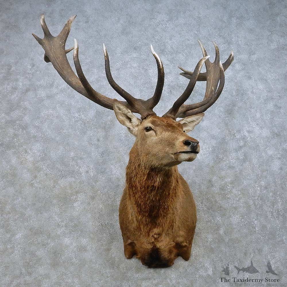 Red Deer Stag Shoulder Mount For Sale #15022 @ The Taxidermy Store