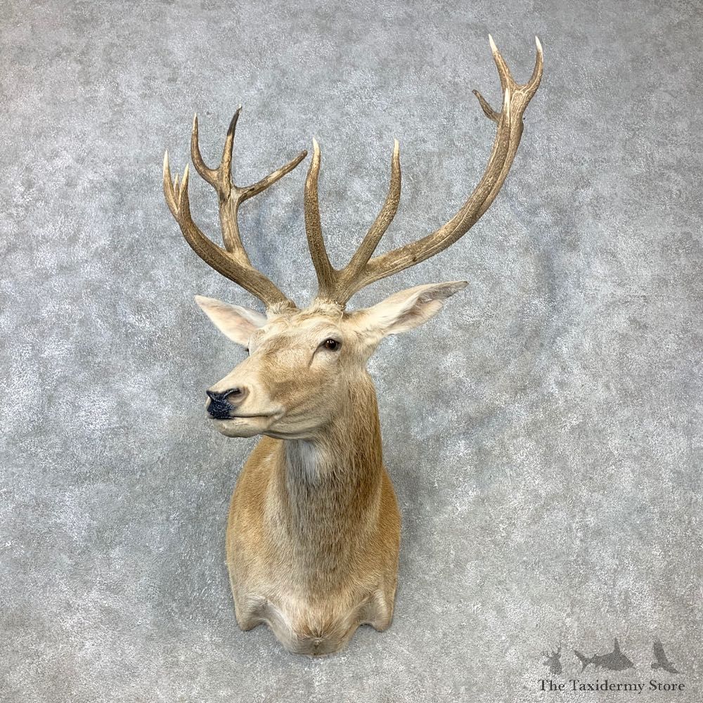 Red Stag Shoulder Mount For Sale #23299 @ The Taxidermy Store