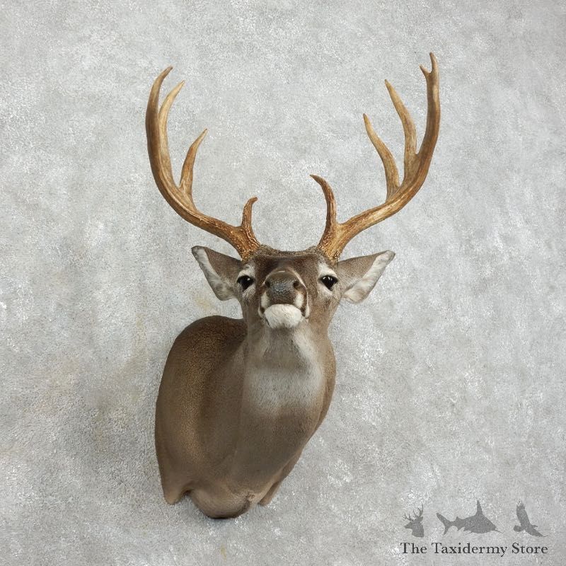 Whitetail Deer Shoulder Mount #17521 For Sale - The Taxidermy Store