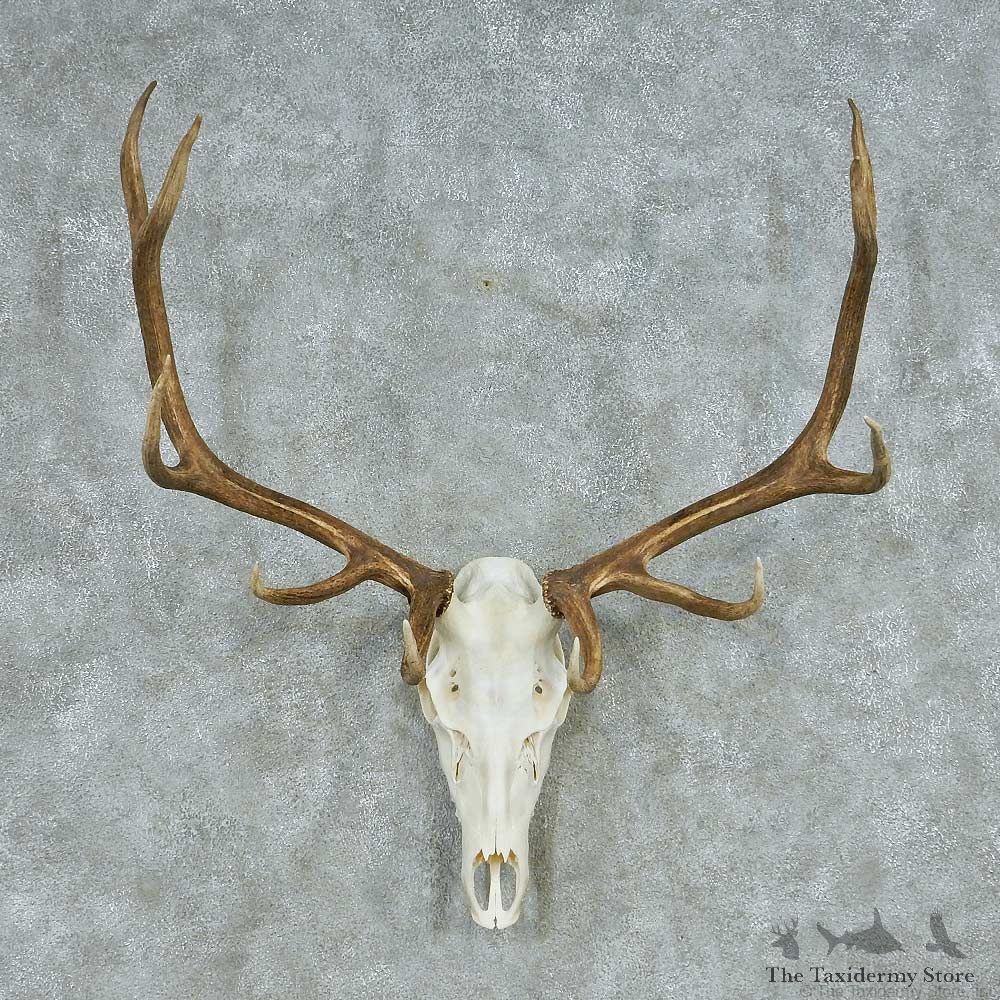 Elk Taxidermy Skull & Antler European Mount #13475 For Sale @ The Taxidermy Store