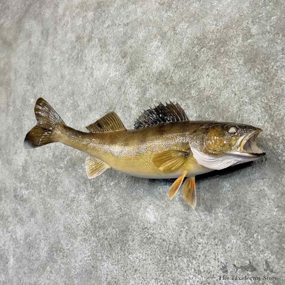 Walleye Fish Mount For Sale #30988 @ The Taxidermy Store