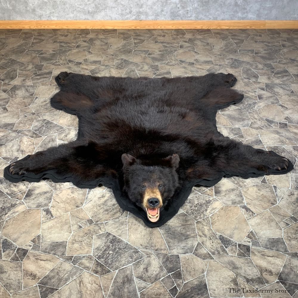 Black Bear Full-Size Rug For Sale #22111 @ The Taxidermy Store