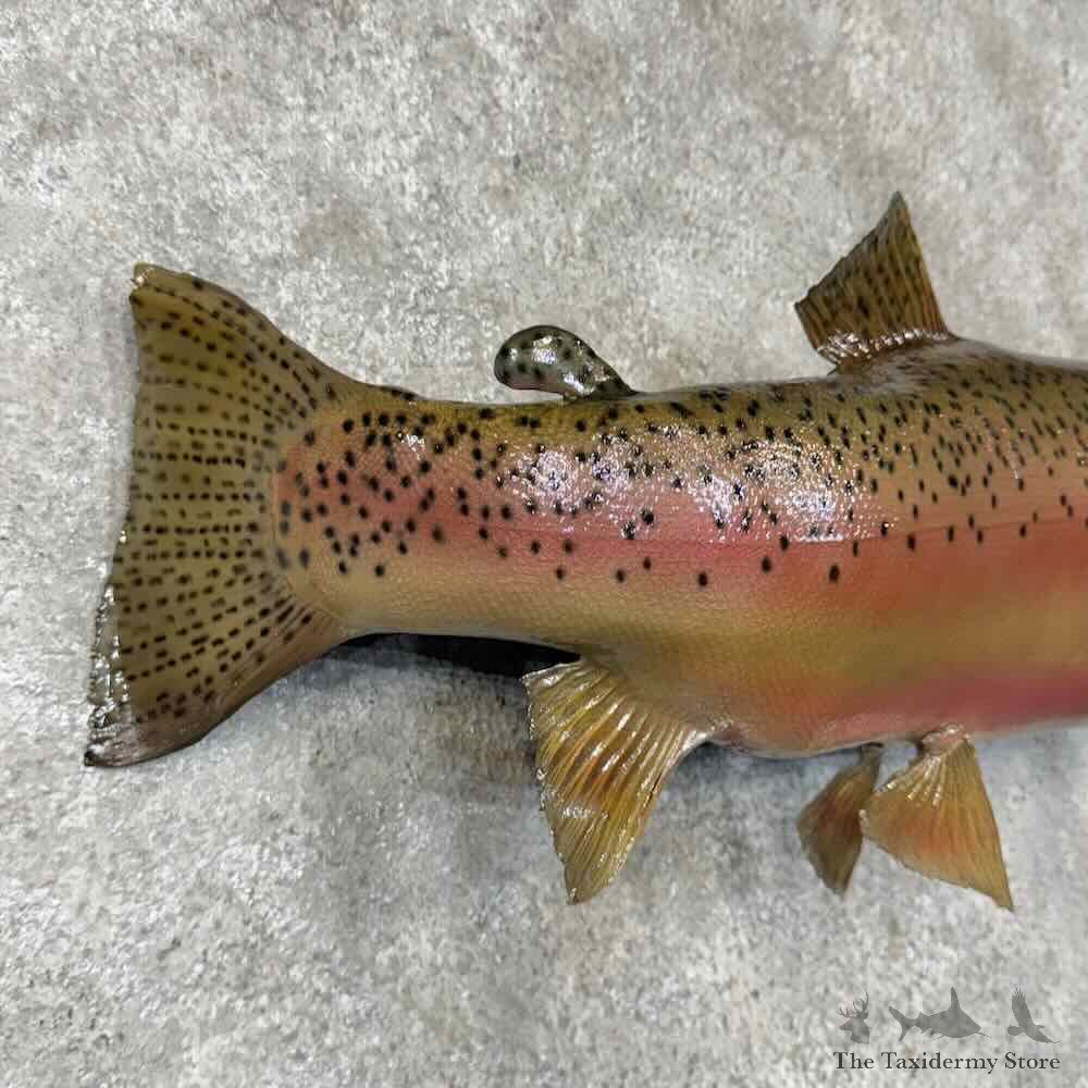 Rainbow Trout Fish Mount For Sale #30449 @ The Taxidermy Store