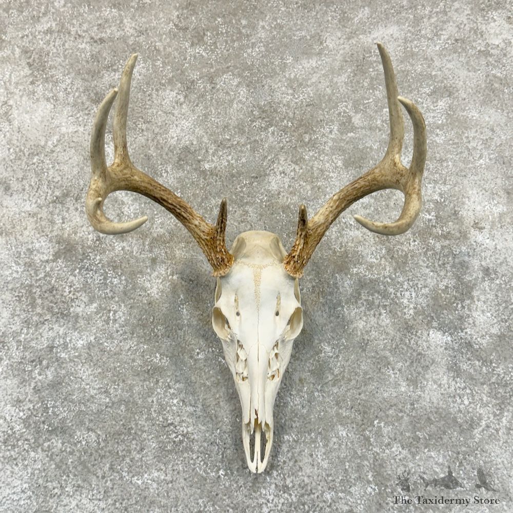 Whitetail Deer Skull European Mount For Sale #29237 @ The Taxidermy Store