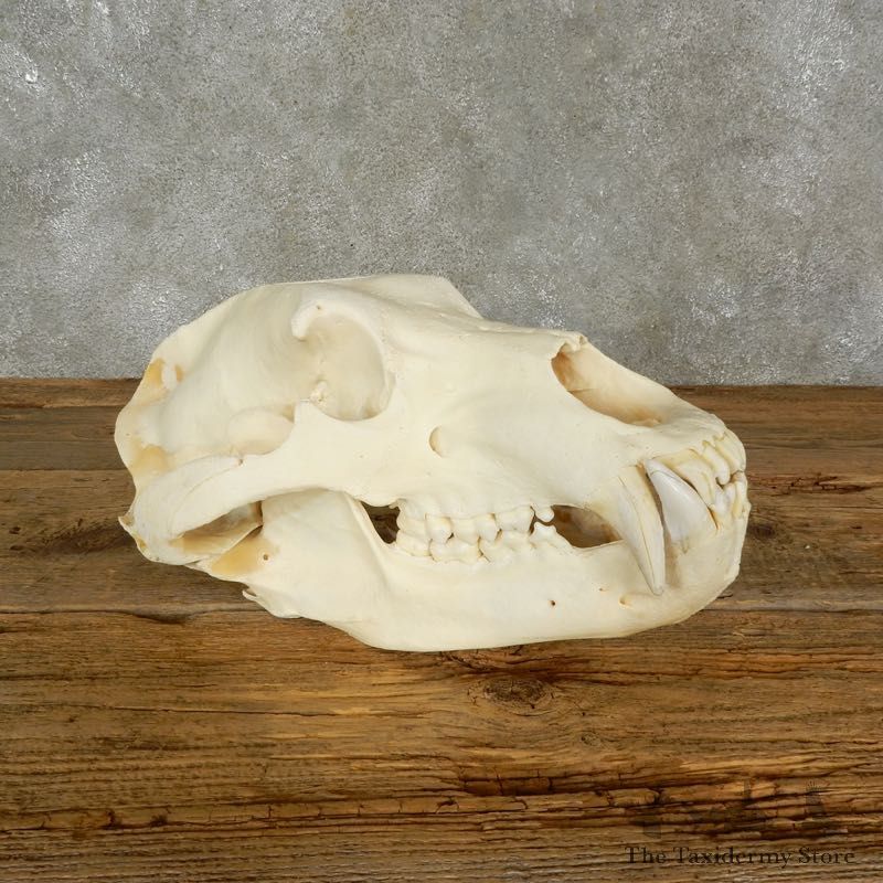 Brown Bear Skull Mount For Sale #17482 @ The Taxidermy Store