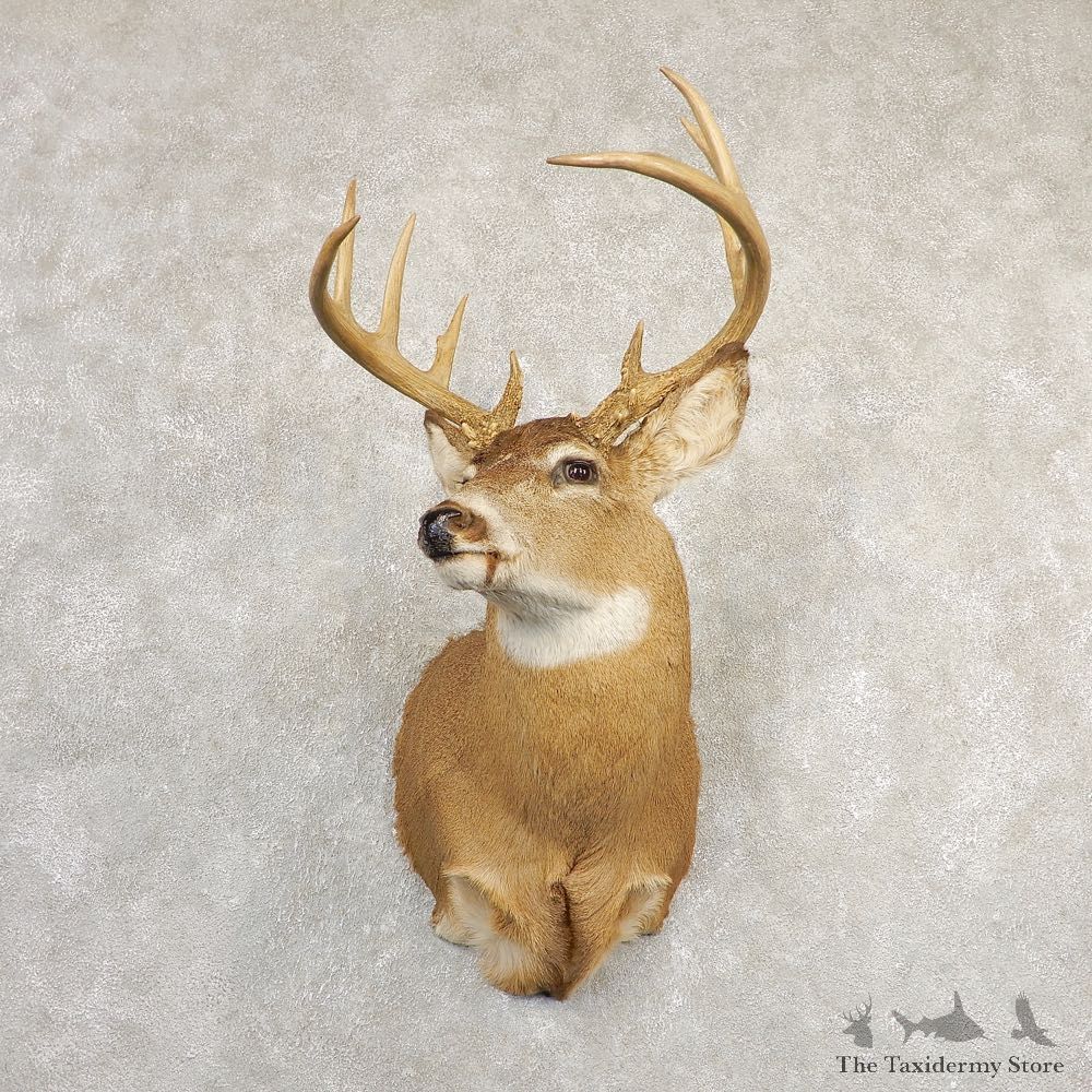 Whitetail Deer Shoulder Mount #24148 For Sale - The Taxidermy Store
