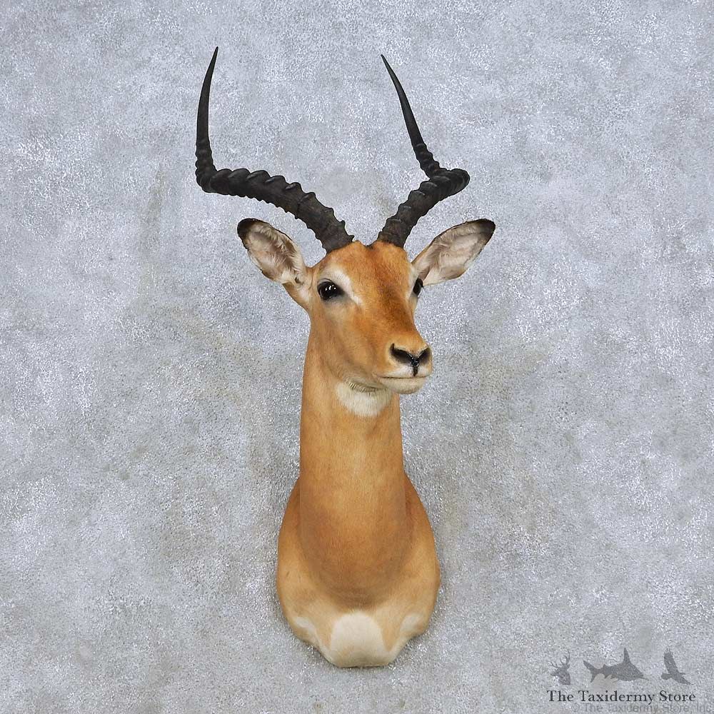 African Impala Shoulder Mount For Sale #14276 @ The Taxidermy Store