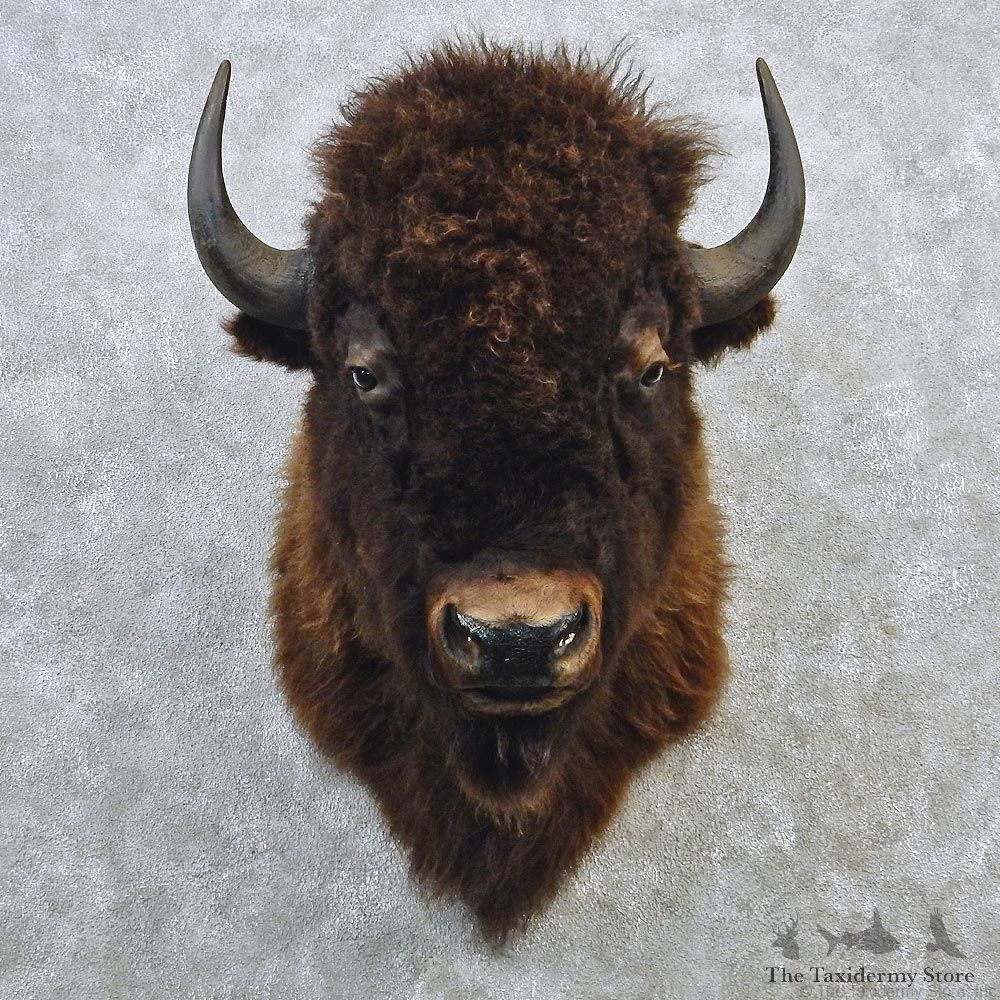 Buffalo (Bison) Shoulder Taxidermy Head Mount #12644 For Sale @ The Taxidermy Store
