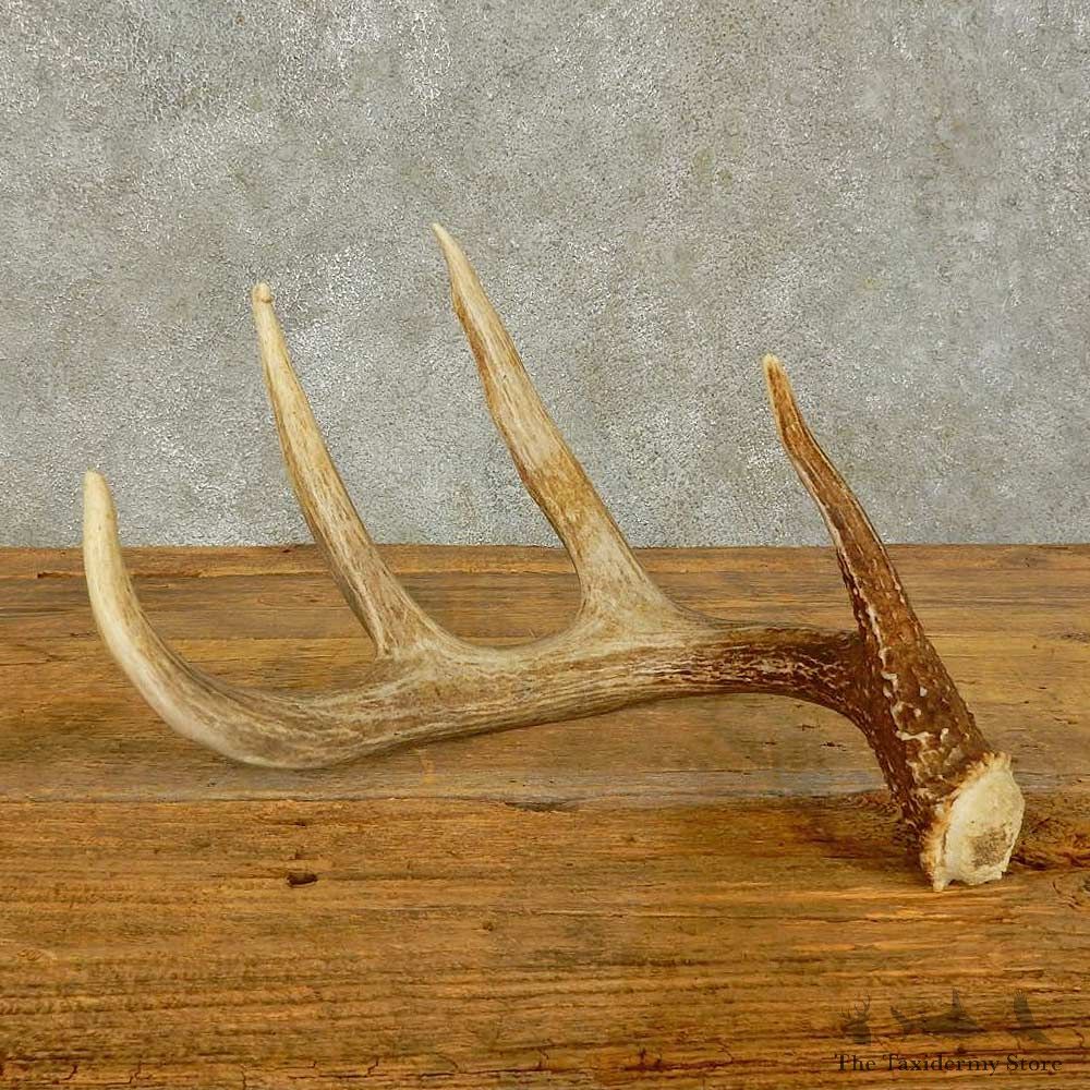 Whitetail Deer Antler Shed For Sale #16450 @ The Taxidermy Store