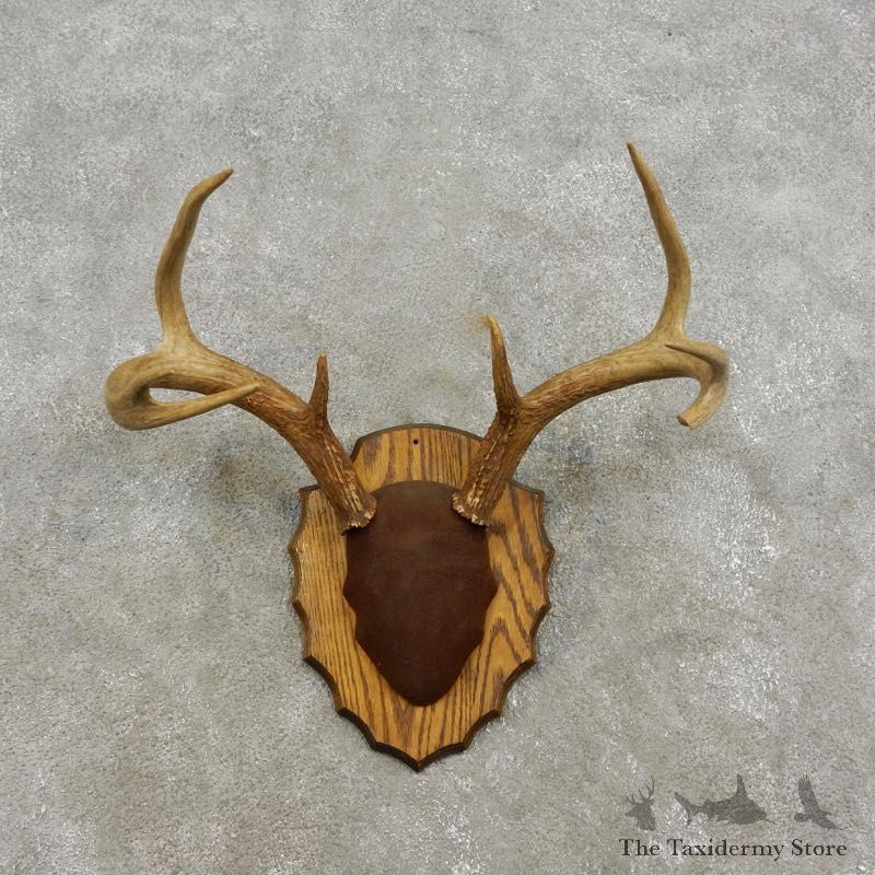Whitetail Deer Antler Plaque Mount For Sale #17310 @ The Taxidermy Store