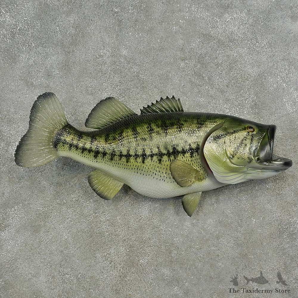 Reproduction Largemouth Bass Fish Mount For Sale #16634 @ The Taxidermy Store