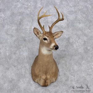Whitetail Deer Shoulder Mount #12347 For Sale @ The Taxidermy Store