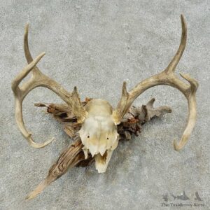 Whitetail Deer Skull European Mount For Sale #16253 @ The Taxidermy Store