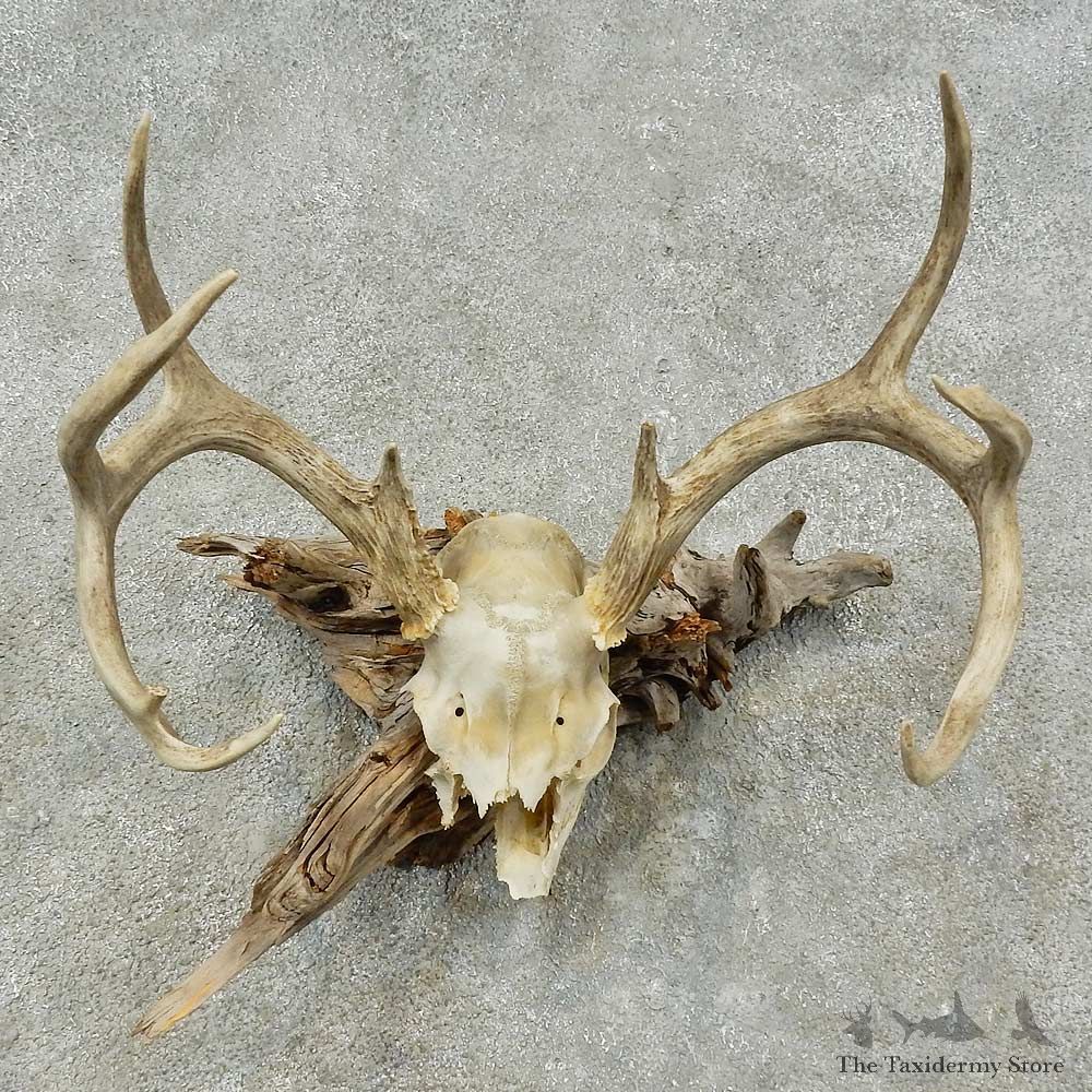 Whitetail Deer Skull European Mount For Sale #16253 @ The Taxidermy Store
