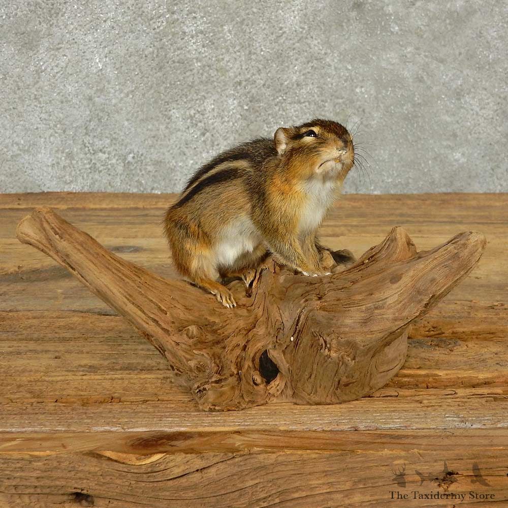 Chipmunk Life-Size Mount For Sale #16826 @ The Taxidermy Store