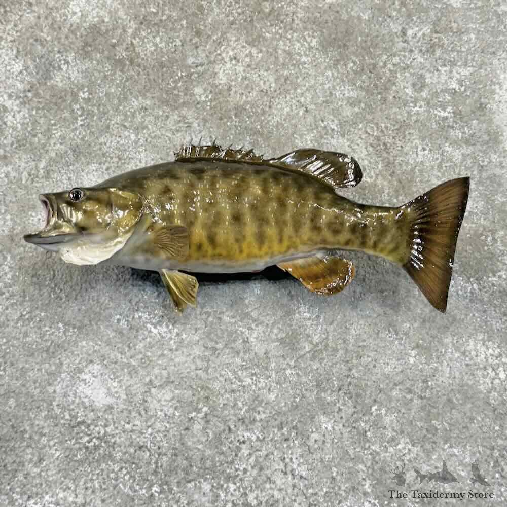Smallmouth Bass Fish Mount For Sale #30880 @ The Taxidermy Store