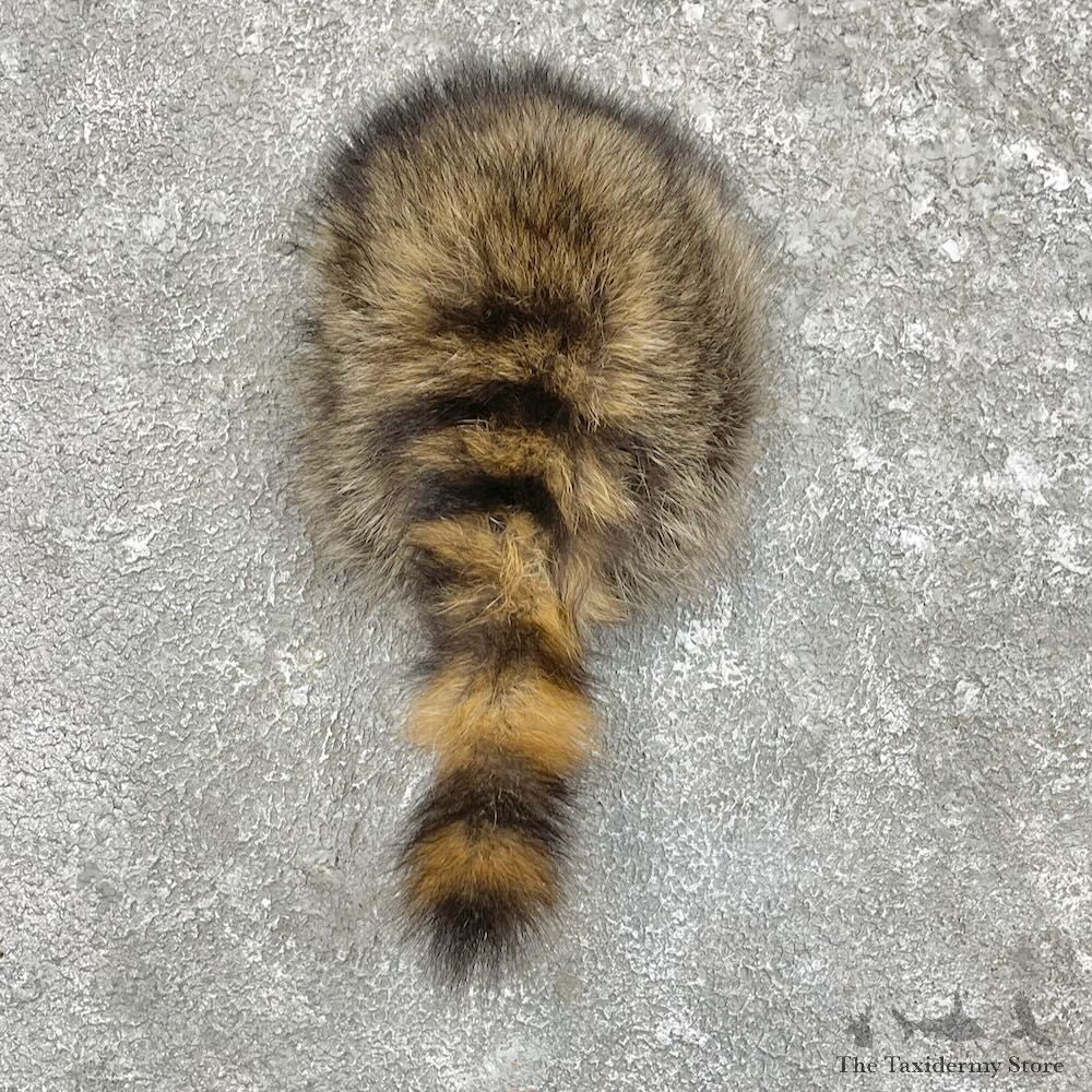 Raccoon Rump Novelty Mount For Sale #27497 @ The Taxidermy Store