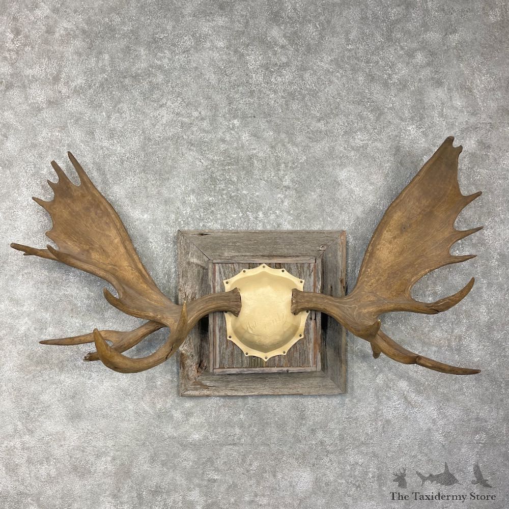 Alaskan Yukon Moose Antler Plaque For Sale #25920 @ The Taxidermy Store