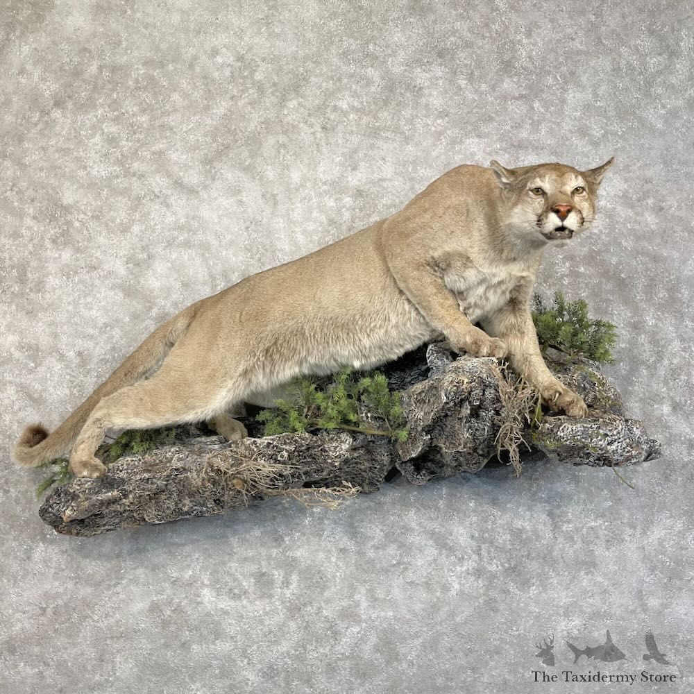 Mountain Lion Life-Size Mount For Sale #28487 @ The Taxidermy Store