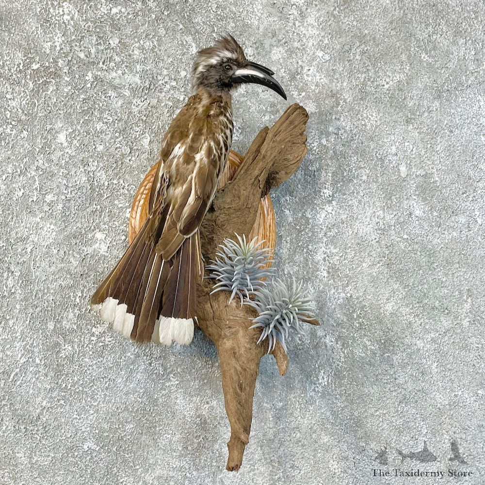 African Grey-Hornbill Life-Size Taxidermy Mount For Sale #25216 @ The Taxidermy Store