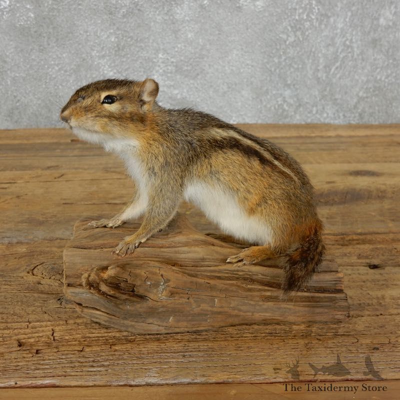 Chipmunk Life-Size Mount For Sale #18188 @ The Taxidermy Store