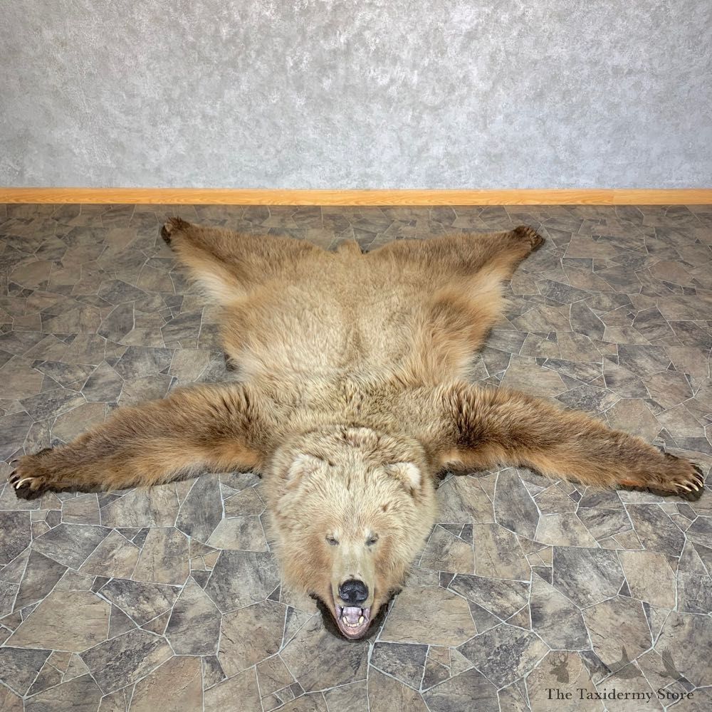 Toklat Grizzly Bear Taxidermy Rug Mount For Sale #23322 @ The Taxidermy Store