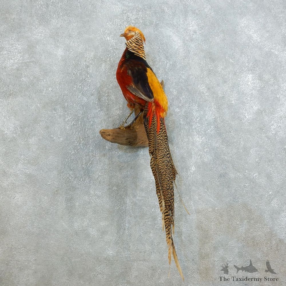 Cross Golden Pheasant For Sale #18522 @ The Taxidermy Store