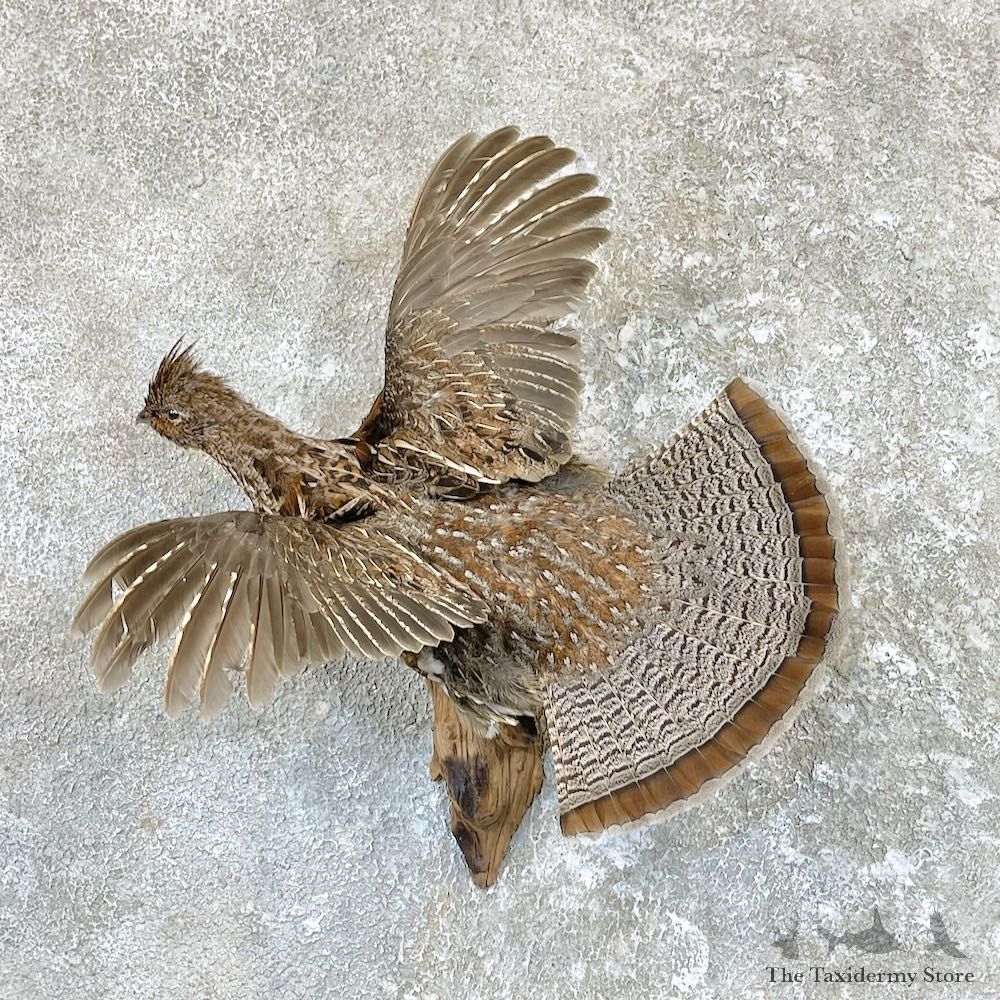Ruffed Grouse Bird Mount For Sale #26575 @ The Taxidermy Store
