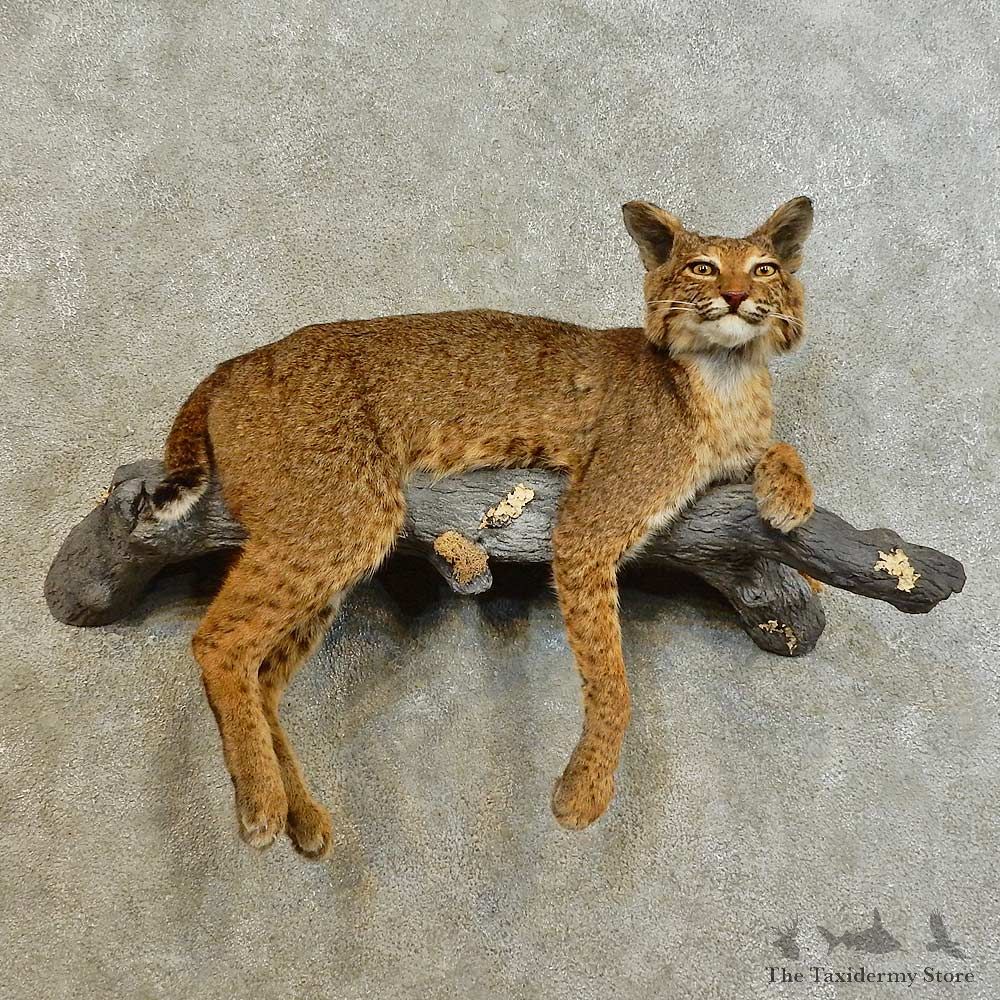 Bobcat Life-Size Mount For Sale #16523 @ The Taxidermy Store