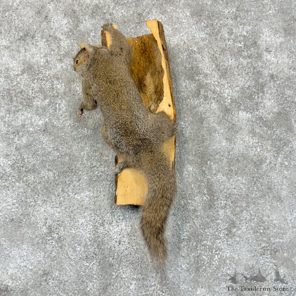 Grey Squirrel Life-Size Mount For Sale #29584 @ The Taxidermy Store