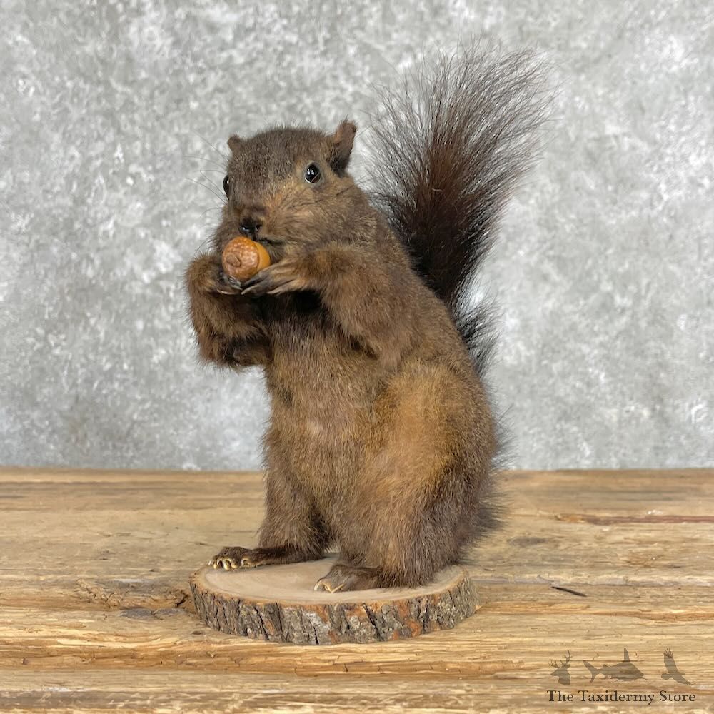 Black Squirrel Life-Size Mount For Sale #27370 @ The Taxidermy Store