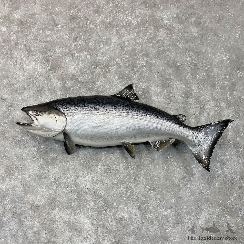 Coho Salmon Fish Mount For Sale #28569 @ The Taxidermy Store