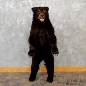 Standing Black Bear Cub Mount #18945 For Sale @ The Taxidermy Store
