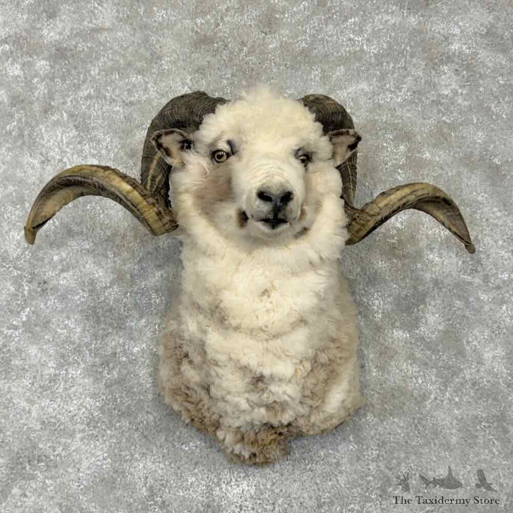Arapawa Sheep Shoulder Mount For Sale #31758 @ The Taxidermy Store
