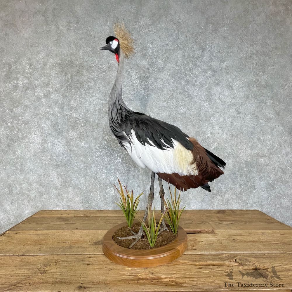 Grey-Crowned Crane Bird Mount For Sale #25557 @ The Taxidermy Store