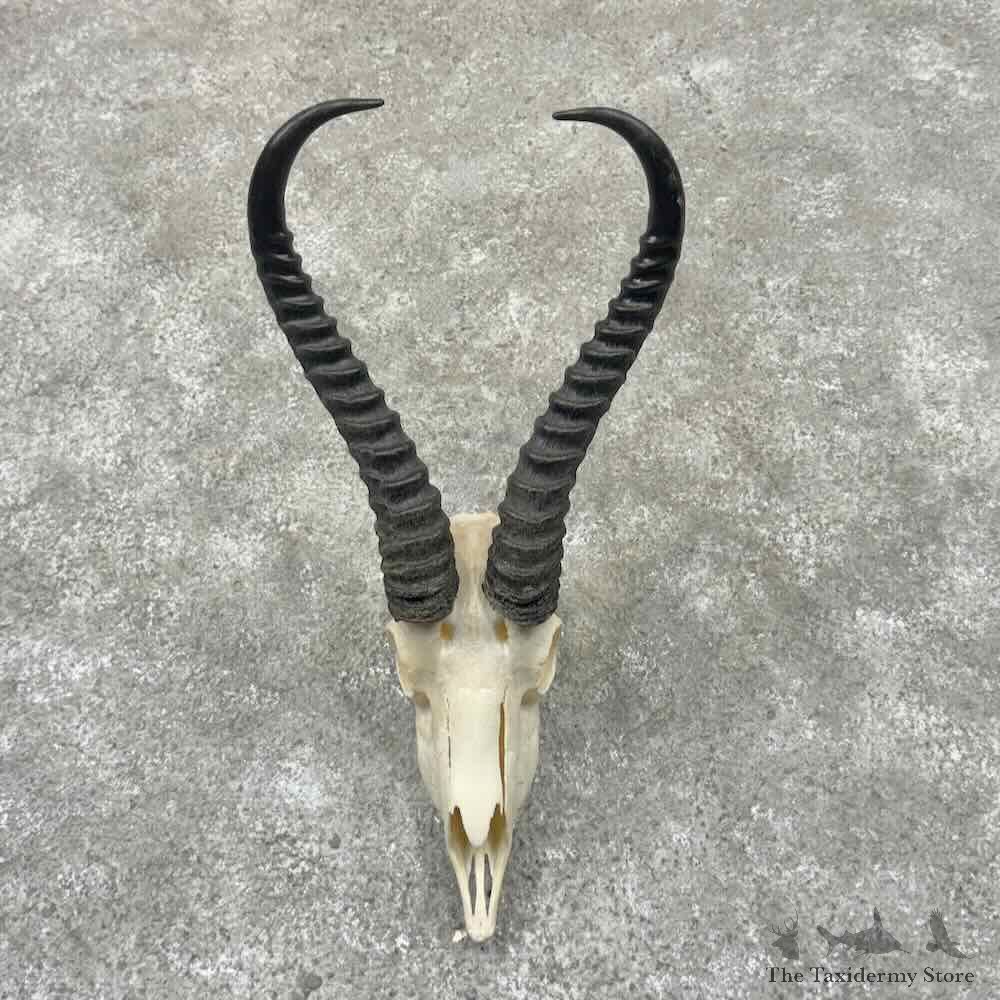 Kalahari Springbok Skull European Mount For Sale #32320 @ The Taxidermy Store