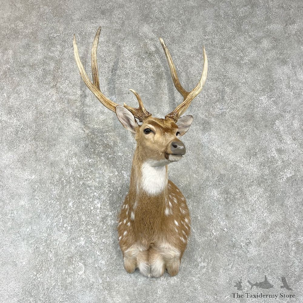 Axis Deer Shoulder Mount For Sale #25951 @ The Taxidermy Store