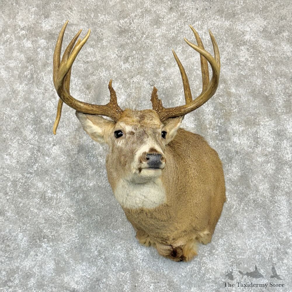 Whitetail Deer Shoulder Mount For Sale #29159 - The Taxidermy Store