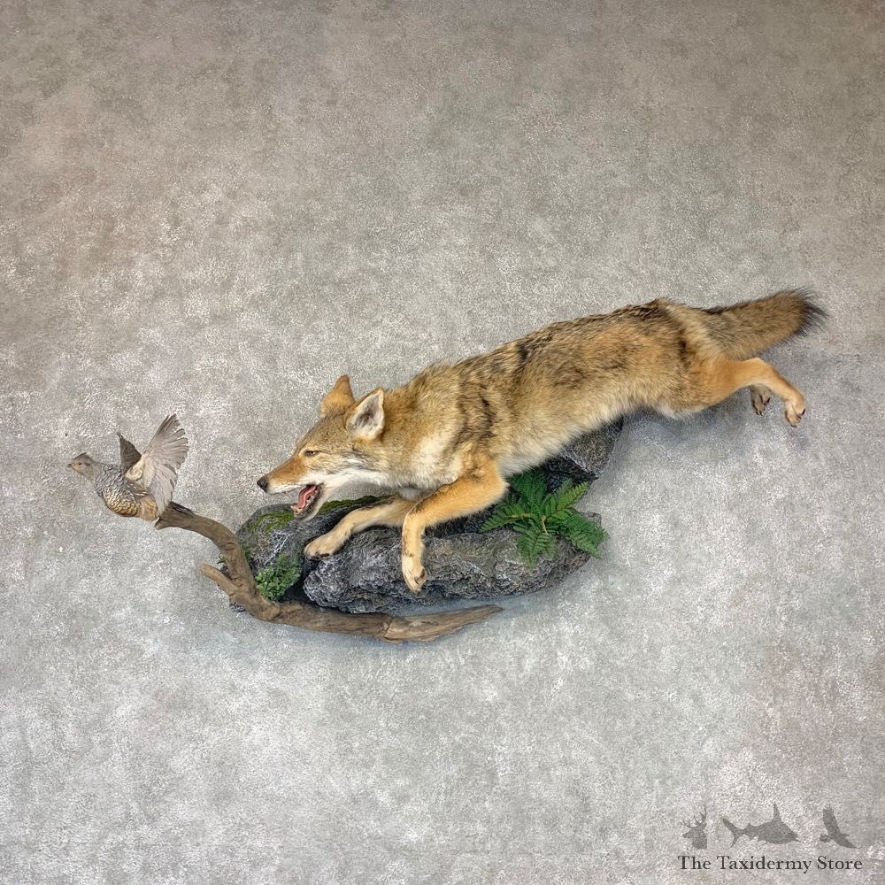 Coyote With Scaled Quail Life-Size Mount #22774 For Sale @ The Taxidermy Store