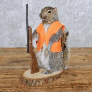 Hunting Grey Squirrel Mount For Sale #14872 @ The Taxidermy Store