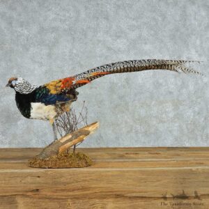 Standing Lady Amherst Pheasant Life Size Mount #13528 For Sale @ The Taxidermy Store