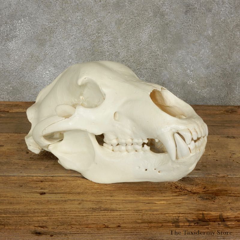 Brown Bear Life-Size Mount For Sale #17480 @ The Taxidermy Store