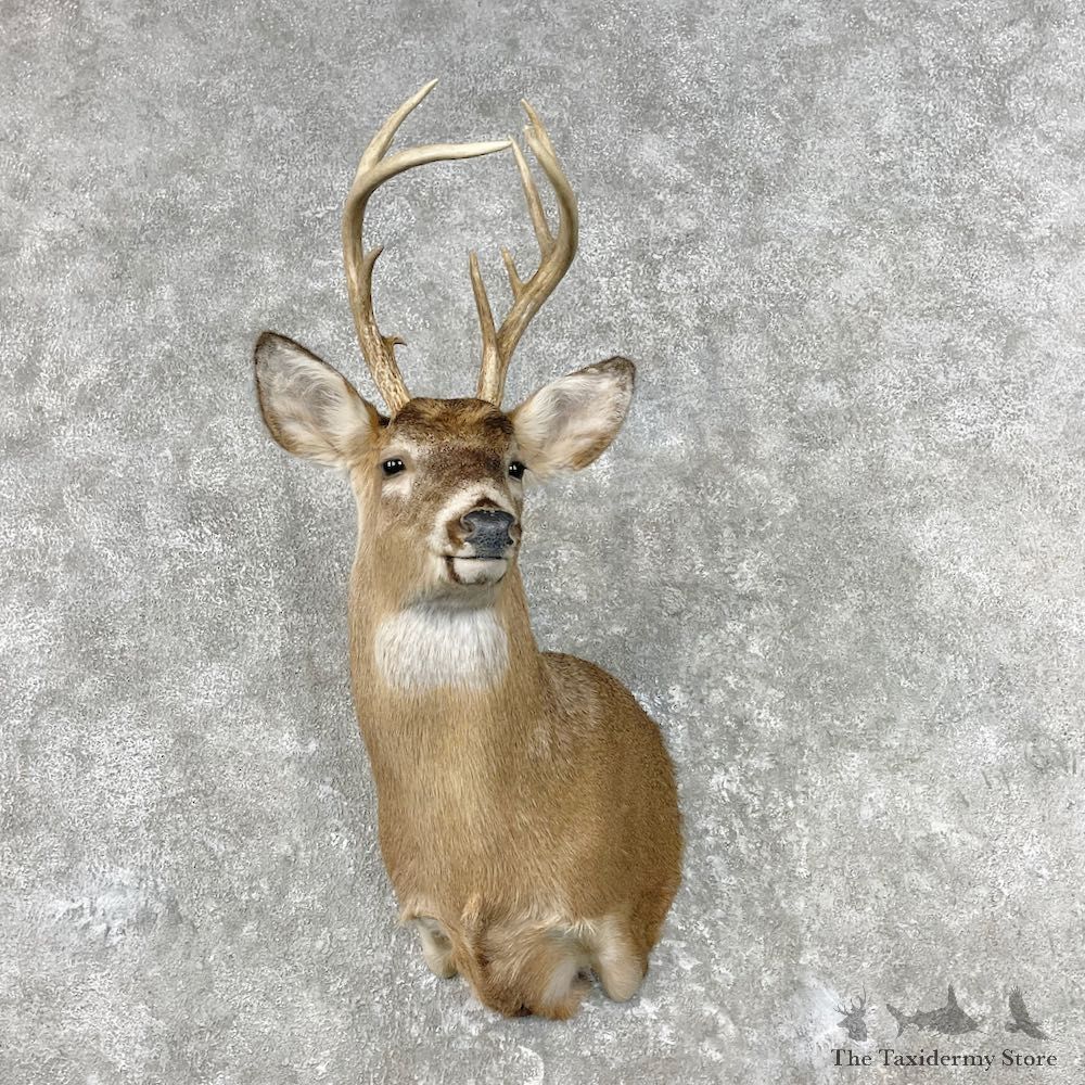 Whitetail Deer Shoulder Mount For Sale #26822 - The Taxidermy Store