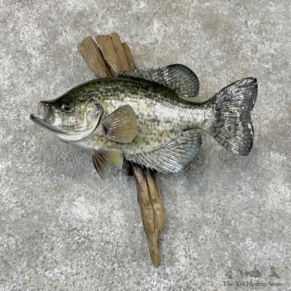 Black Crappie Fish Mount For Sale #31864 @ The Taxidermy Store