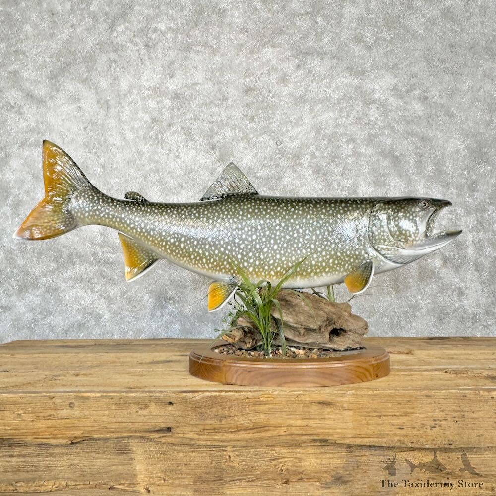 Lake Trout Fish Mount For Sale #29002 @ The Taxidermy Store