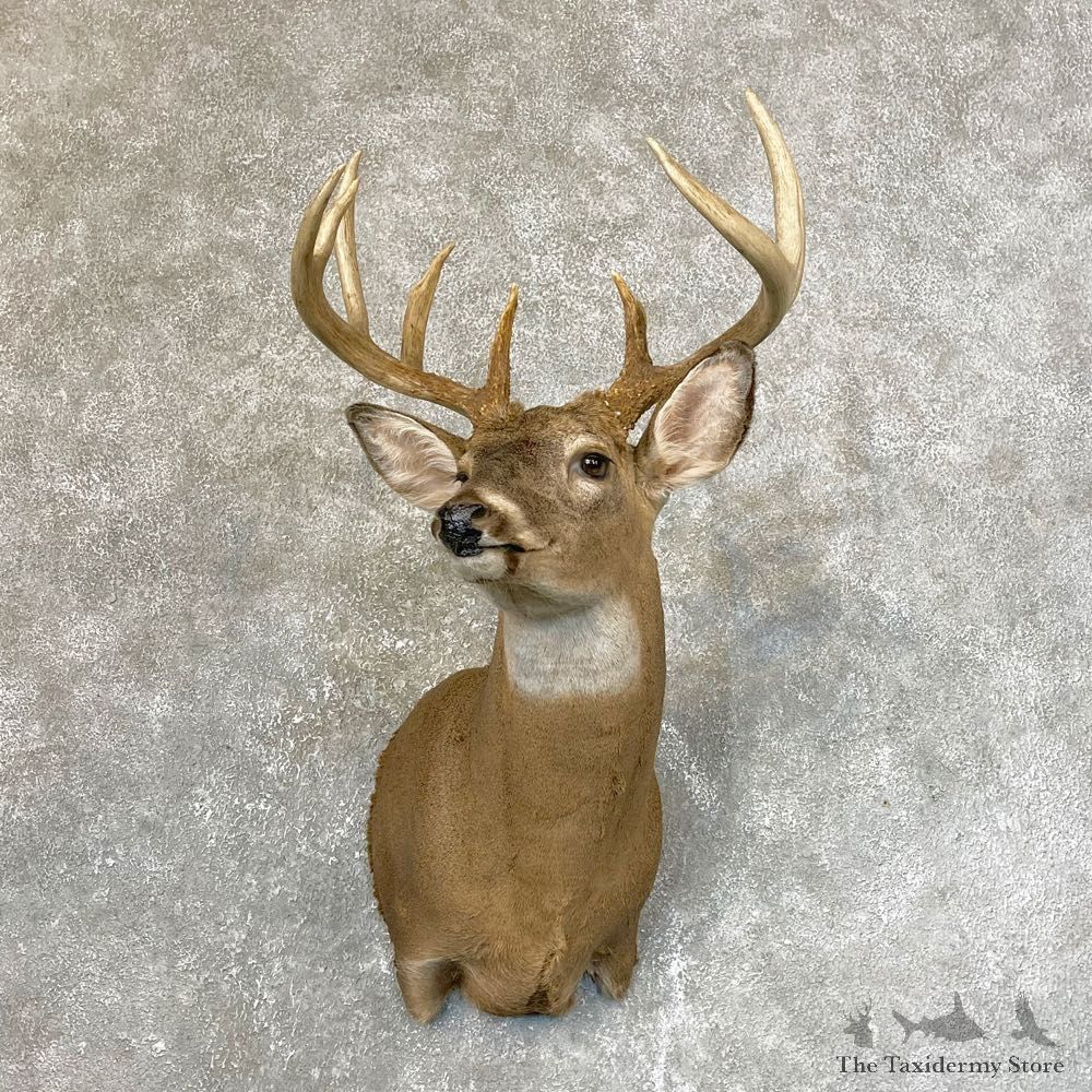 Whitetail Deer Shoulder Taxidermy Mount #24116 For Sale - The Taxidermy Store