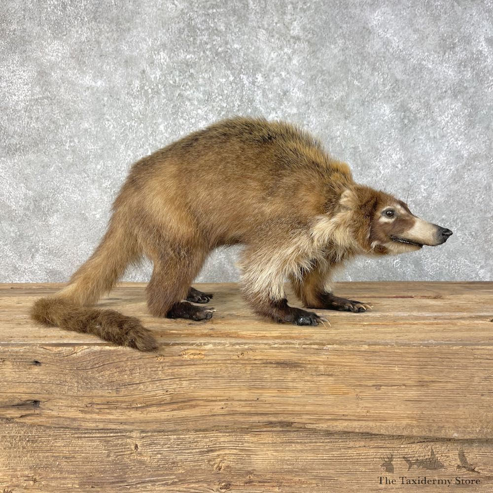 South American Coati Life-Size Mount For Sale #25806 @ The Taxidermy Store