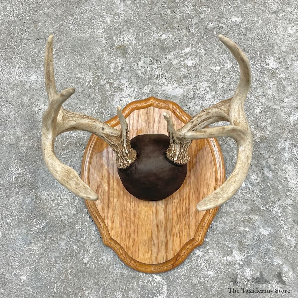 Whitetail Deer Antler Plaque Mount For Sale #27302 @ The Taxidermy Store