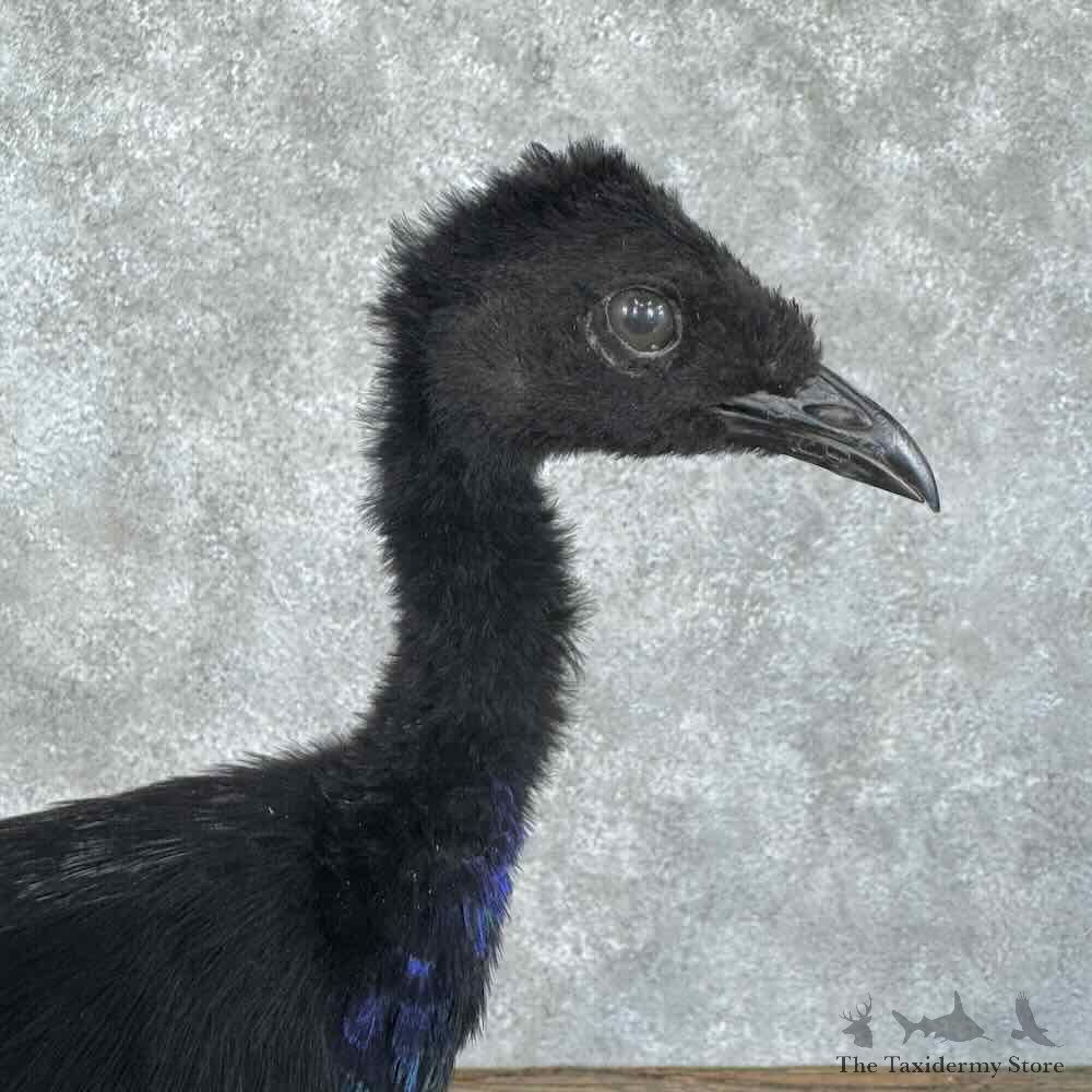 Grey-Winged Trumpeter Bird Mount For Sale #30700 @ The Taxidermy Store